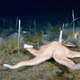 A sea star living on the Antarctic seafloor. Photo Courtesy Peter Marriott